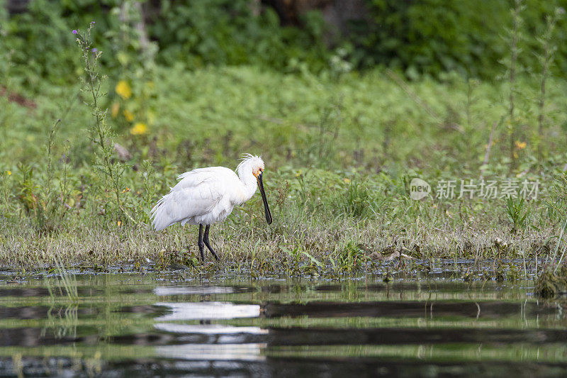 罗马尼亚多瑙河三角洲欧亚琵鹭(Platalea leucorodia)